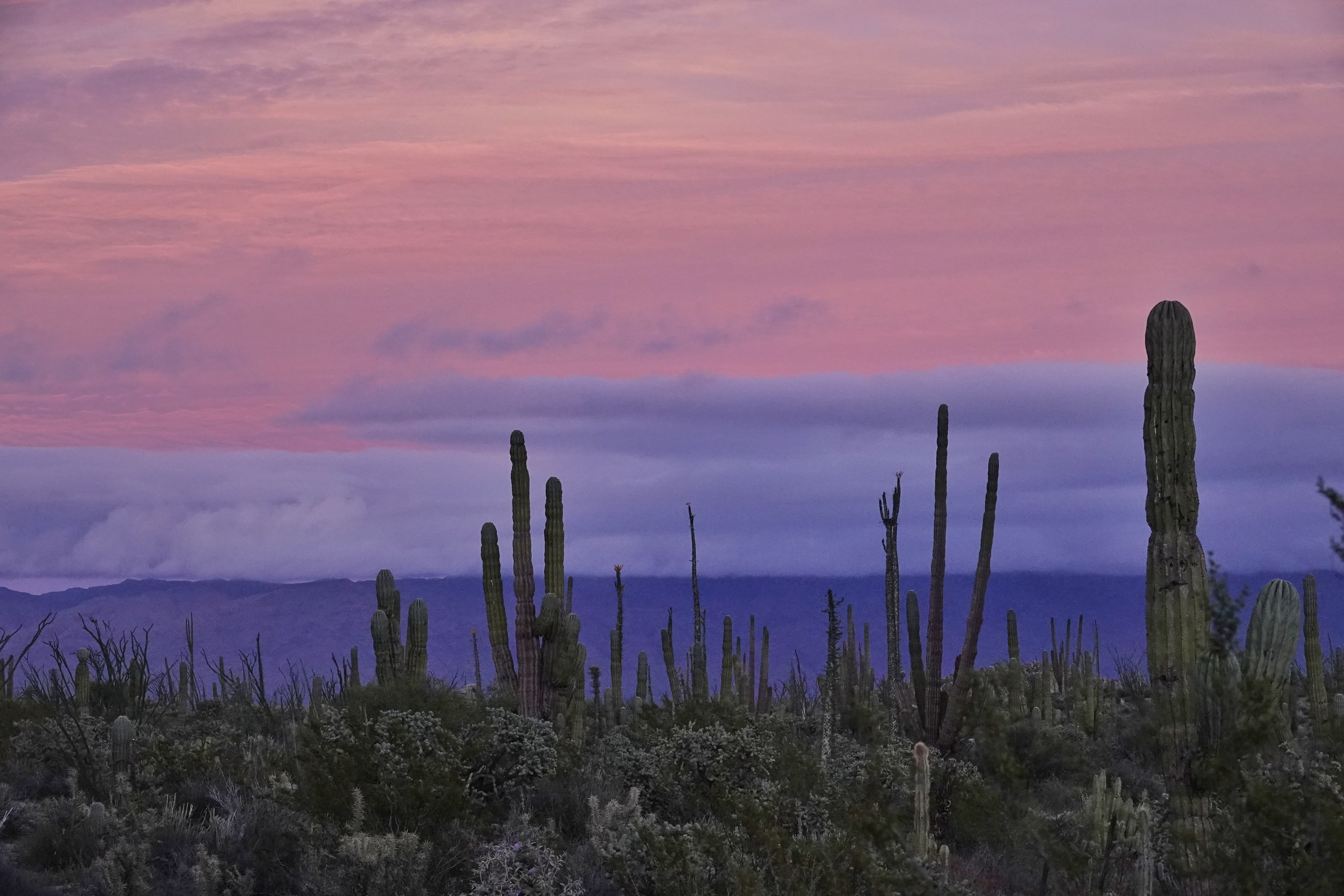 Cactus au ciel rose